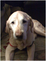 Toby